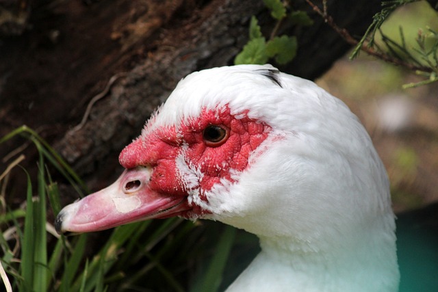 边卫在防守 边卫在防守